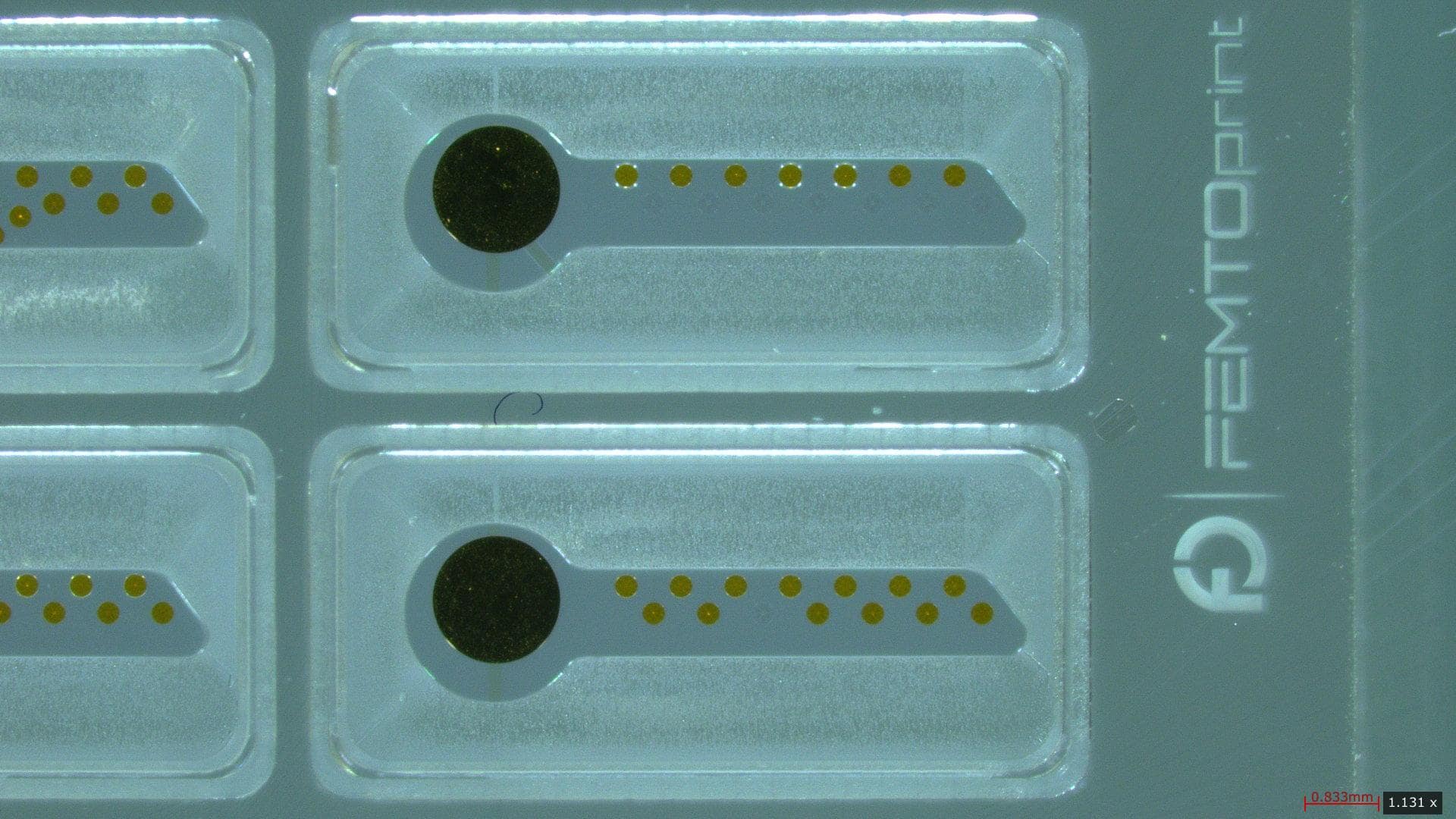 Antibody Isolation
